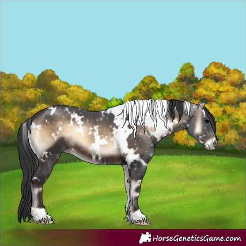 Horse Color:White Spotted Brown Onyx 