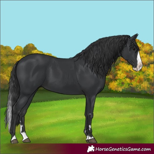 Horse Color:Black Splash