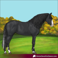 Horse Color:Black Splash 