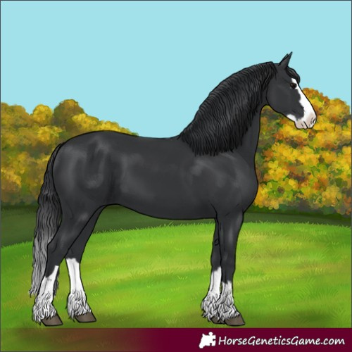 Horse Color:Black Splash