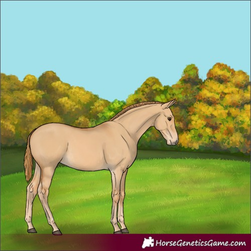 Horse Color:Red Dun