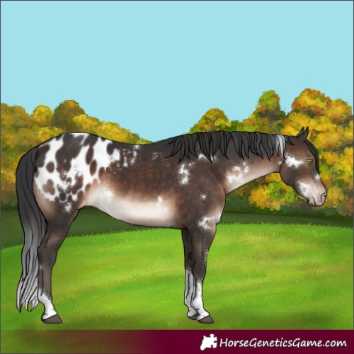 Horse Color:White Spotted Brown Tobiano Appaloosa Rabicano 