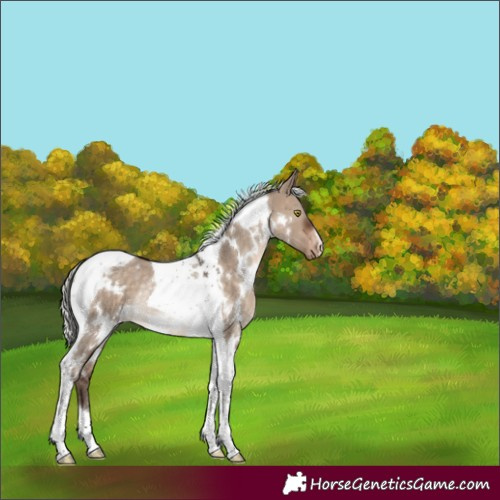 Horse Color:White Spotted Silver Brown Dun Tobiano Appaloosa Rabicano 