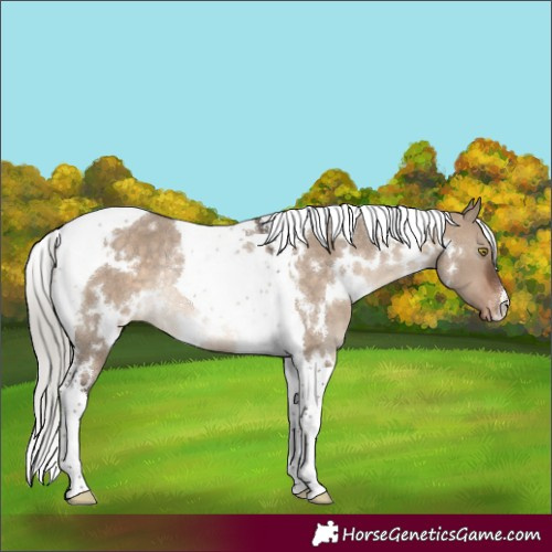 Horse Color:White Spotted Silver Brown Dun Tobiano Appaloosa Rabicano 