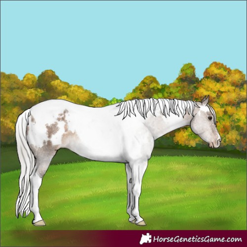 Horse Color:White Spotted Silver Brown Dun Tobiano Appaloosa 