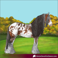 Horse Color:White Spotted Bay Frame Appaloosa 