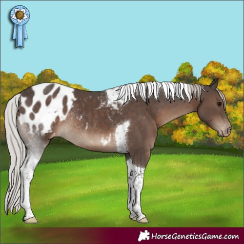 Horse Color:Silver Black Tobiano Appaloosa Rabicano 