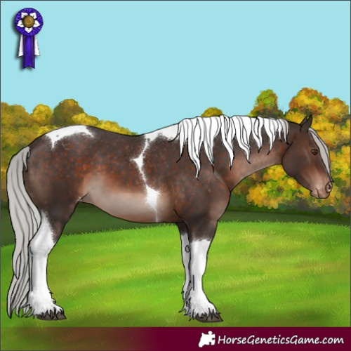 Horse Color:Silver Brown Mushroom Tobiano Appaloosa 