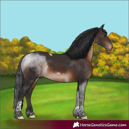 Horse Color:Brown Tobiano Appaloosa 