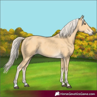 Horse Color:Palomino
