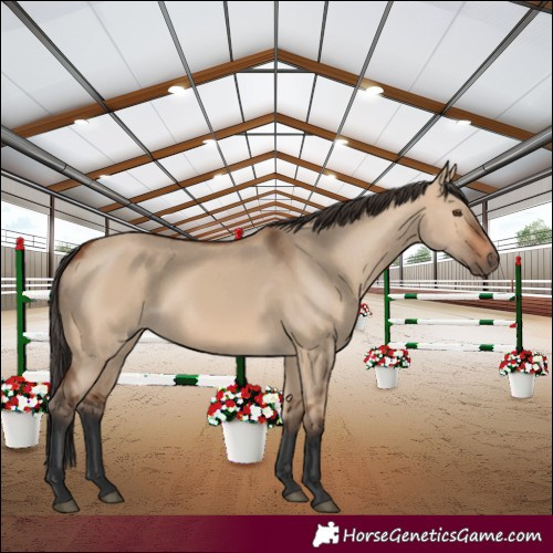 Horse Color:White Spotted Bay Dun Rabicano 