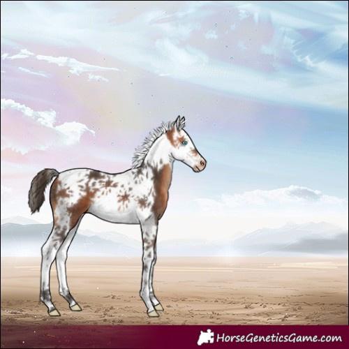 Horse Color:Bay Splash Tobiano Appaloosa 