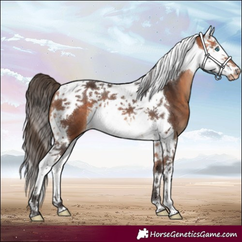 Horse Color:Bay Splash Tobiano Appaloosa 