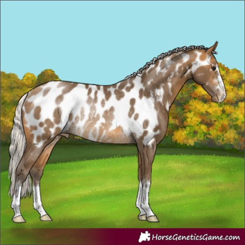 Horse Color:Silver Buckskin Appaloosa Rabicano