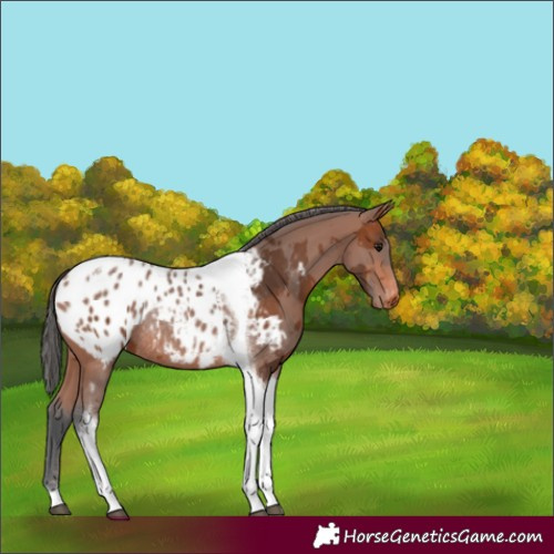 Horse Color:Bay Merle Tobiano Appaloosa Rabicano 