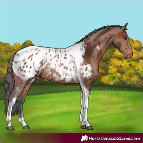 Horse Color:Bay Merle Tobiano Appaloosa Rabicano 