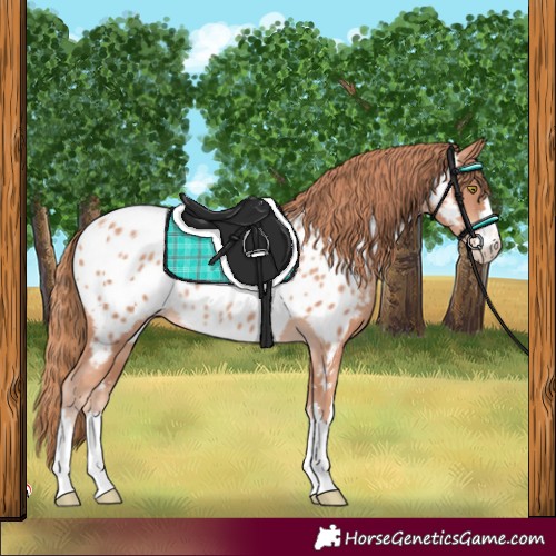 Horse Color:Gold Champagne Appaloosa and Gold Champagne Appaloosa