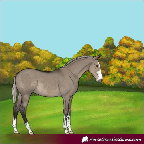 Horse Color:Silver Smoky Grullo 