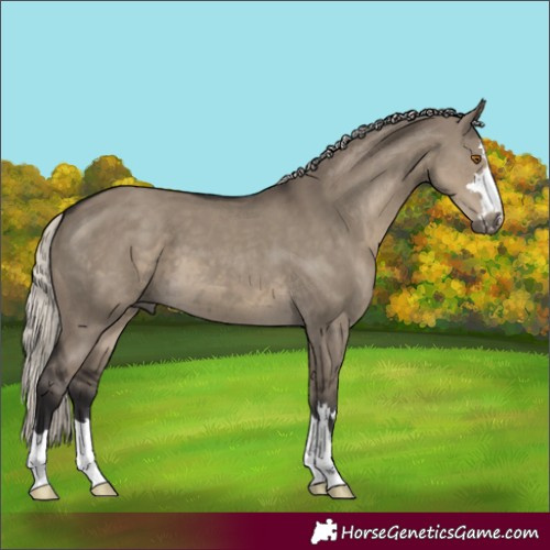 Horse Color:Silver Smoky Grullo 