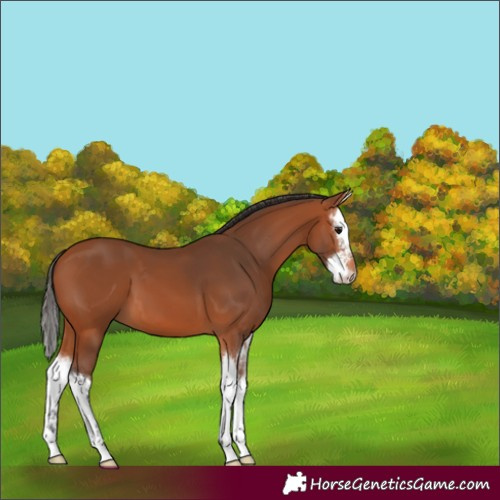 Horse Color:Bay Splash 