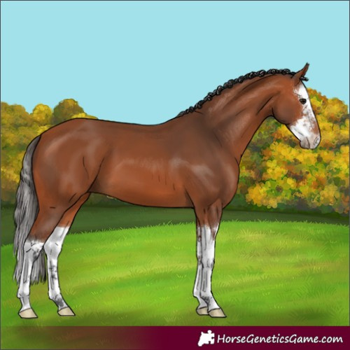 Horse Color:Bay Splash