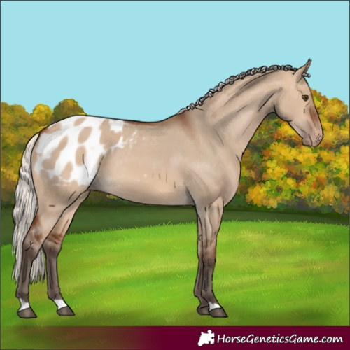 Horse Color:Silver Brown Dun Appaloosa Rabicano