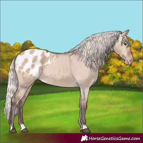 Horse Color:Silver Brown Dun Varnish Rabicano 