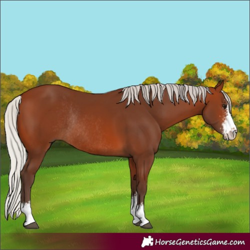 Horse Color:Silver Brown Sabino Rabicano 