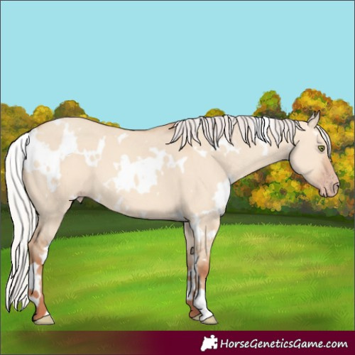 Horse Color:White Spotted Silver Amber Champagne Dun 