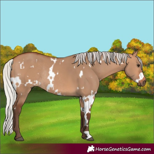 Horse Color:White Spotted Silver Bay Dun Rabicano 