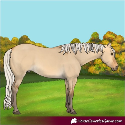 Horse Color:Silver Buckskin Dun Rabicano 