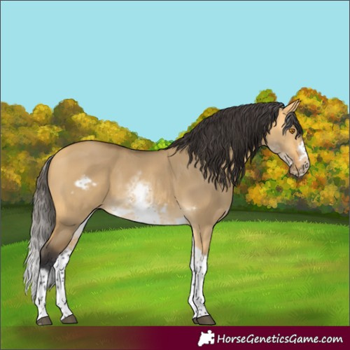 Horse Color:White Spotted Buckskin Dun Tobiano Frame 