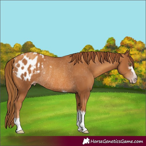 Horse Color:Gray Gold Champagne Appaloosa Rabicano 