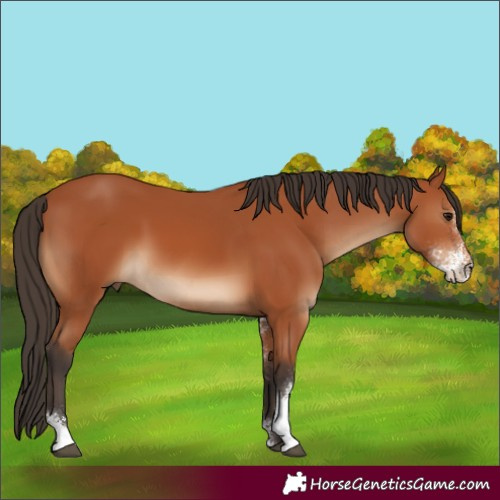 Horse Color:Bay Sabino 