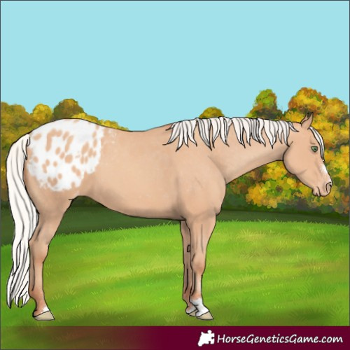 Horse Color:Silver Amber Champagne Appaloosa 