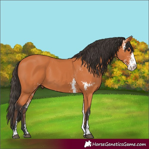 Horse Color:Bay Sabino Rabicano 
