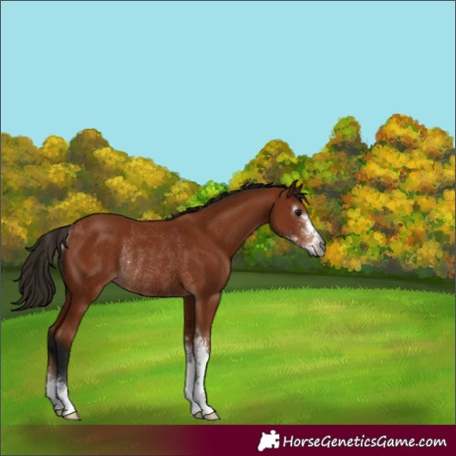 Horse Color:Gray Bay Sabino Rabicano 