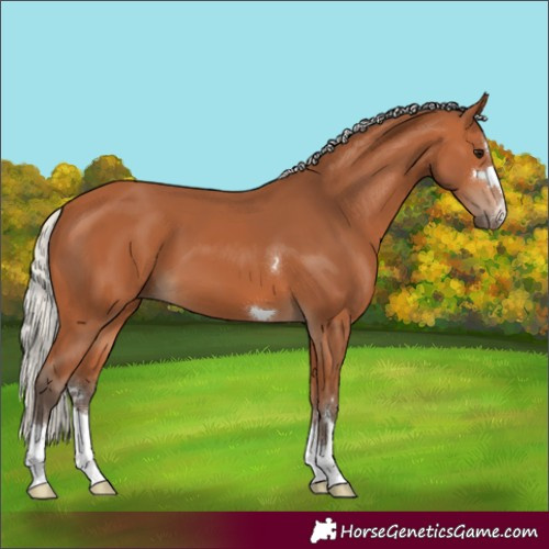 Horse Color:Silver Bay