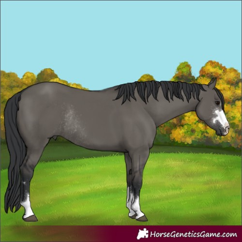 Horse Color:Grullo Rabicano 