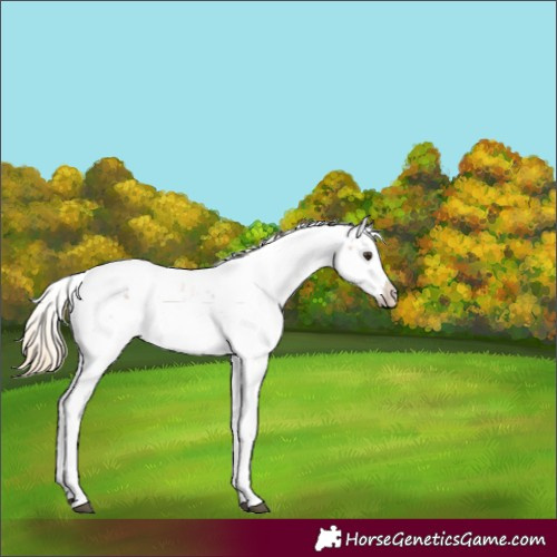 Horse Color:Chestnut Sabino 
