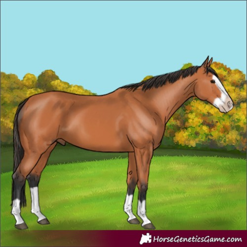 Horse Color:Bay Splash Frame 
