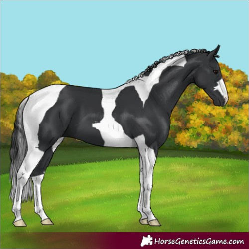 Horse Color:Black Tobiano
