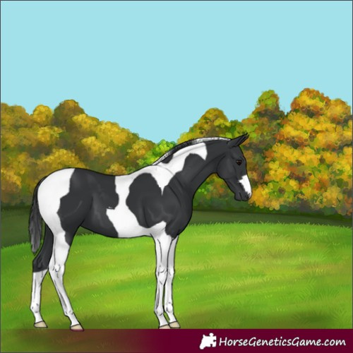 Horse Color:Black Tobiano 