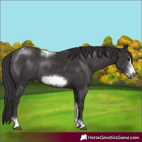 Horse Color:Smoky Black Sabino Tobiano Frame Rabicano 