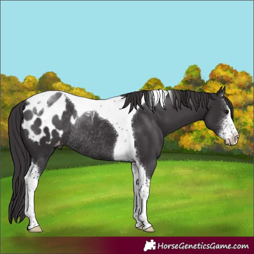 Horse Color:Smoky Black Sabino Tobiano Appaloosa Rabicano 