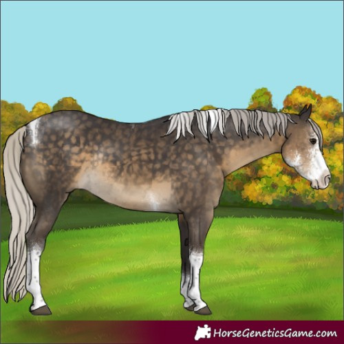 Horse Color:Silver Smoky Black Sabino Tobiano Rabicano