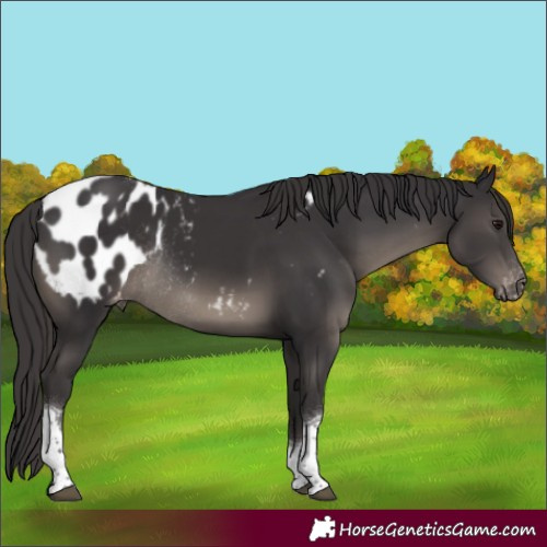 Horse Color:Smoky Black Tobiano Appaloosa Rabicano 