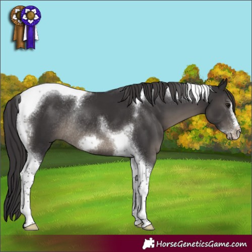 Horse Color:Smoky Black Tobiano Frame Rabicano 
