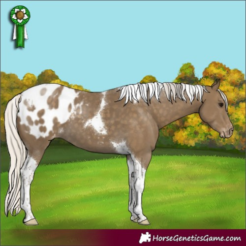 Horse Color:Silver Smoky Black Tobiano Appaloosa 