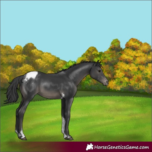 Horse Color:Black Tobiano Appaloosa 